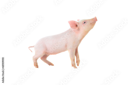 pig on a white background. studio