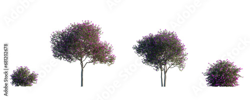 Tibouchina semidecandra (organensis, semi-decandra) Glory bush, Purple glory tree isolated png on a transparent background perfectly cutout