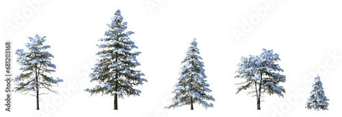 Set of winter picea pungens colorado green spruce with snow evergreen pinaceae needled tree isolated png on a transparent background perfectly cutout 