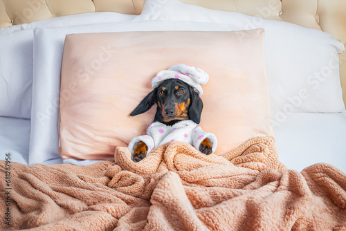 Pampered dachshund dog in pajamas, nightcap lies in king size bed in luxury hotel with orthopedic mattress Sick child resting in parent bed, recovering in cozy bedroom pet lolls voluptuously on pillow