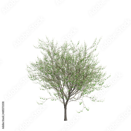 3d illustration of Salix caprea tree isolated transparent background