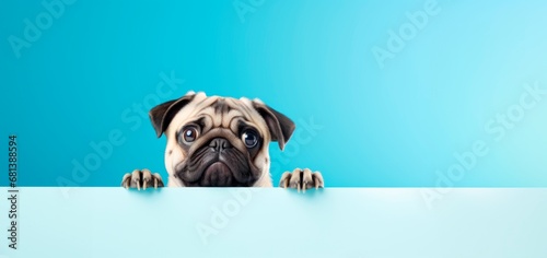 funny pug peeping from behind a vibrant blue block, horizontal wallpaper banner or card large copy space for text.