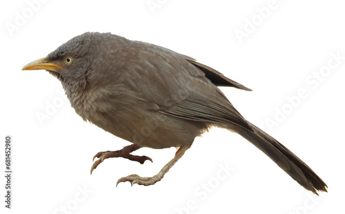 gray babbler bird isolated 