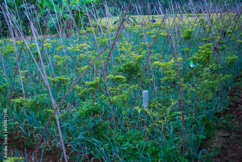 Rows of leeks (Allium ampeloprasum) growing in the garden.
