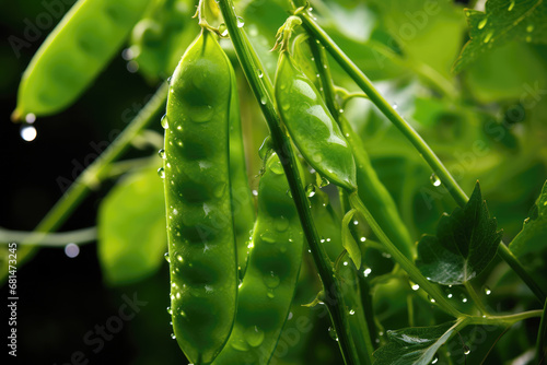 green peas plant in the garden after rain. AI generated