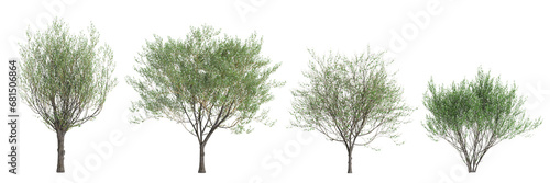 3d illustration of set Salix caprea tree isolated transparent background