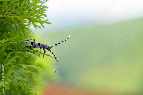 Rosalia longicorn - Alpine longhorn beetle.