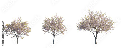 Prunus serrulata Japanese flowering cherry street summer trees medium and small isolated png on a transparent background perfectly cutout