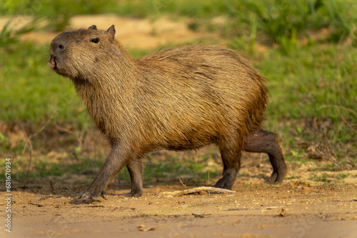 capybara in tropical Pantanal