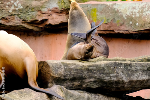 Jumping sea lions in a show at Nuremberg Zoo, taken in Germany on a sunny day. 