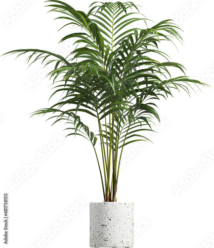Side view of potted houseplant - Areca Palm