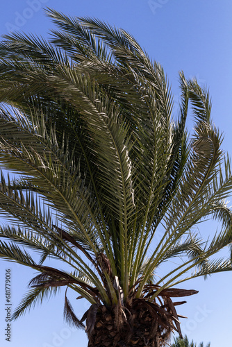 Cypr palma