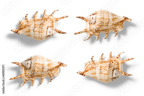 Spider Conch or Lambis lambis seashell from various angles, summer and vacation design elements isolated on a transparent background, PNG. High resolution.
