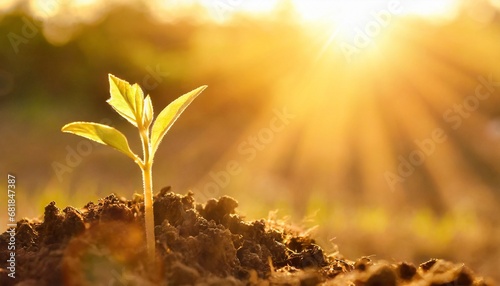 Seedling growing from rich soil to morning sunlight shining ecology concept. 