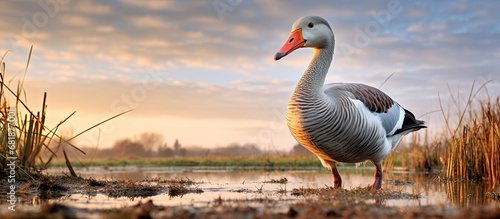 In the breathtaking natural landscapes of Poland, a skilled wildlife photographer captured the beauty of a wild greylag goose with his camera, showcasing the mesmerizing harmony between nature and