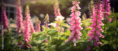 In a beautiful garden in the UK, amidst a sea of vibrant green leaves, a stunning pink flowering spike catches the eye, belonging to the elegant foxglove plant (Digitalis purpurea), a member of the