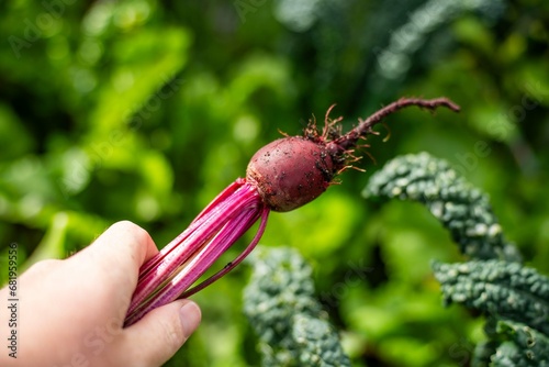 harvesting a beetroot in a home vegetable garden on a farm in australia. picking healthy veggies for lunch