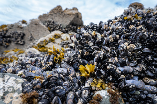 Blue Mussel, barnacles, and seaweed. Juneau, Alaska, Ernest Gruening State Historic Park at Amalga Harbor.