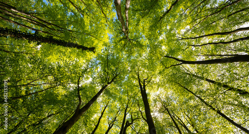 Treetop panorama of beech (fagus) and oak (quercus) trees in a german forest in Hemer Sauerland on a bright sping day with fresh green foliage, seen from below in frog perspective with wide angle.