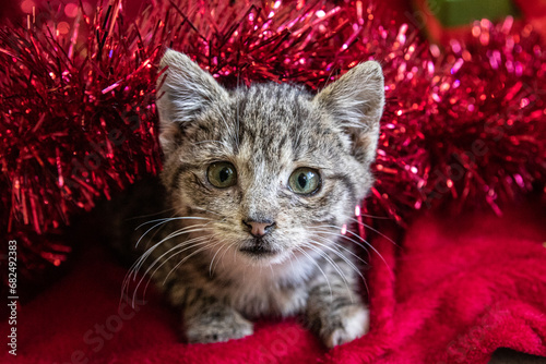 Mały, śmieszny, zdziwiony kotek patrzy w obiektyw w świątecznym nastroju