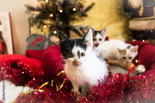 Małe kotki w klimacie Świąt Bożego Narodzenia