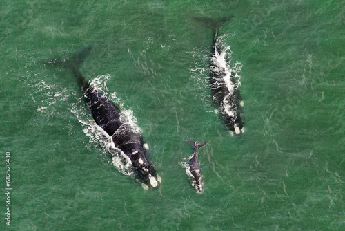 Southern right whales - Eubalaena australis