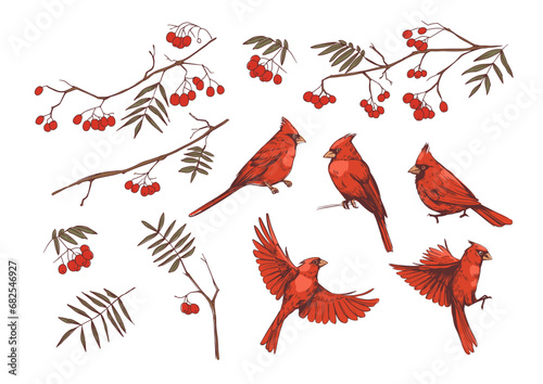 Red cardinal and rowan branches. realistic set of illustrations, vector sketches