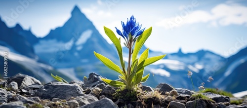 In the beautiful natural landscape of European mountains, a majestic blue Gentiana Asclepiadea flower blooms isolated in a white background, adding a touch of floral elegance to the summer scenery