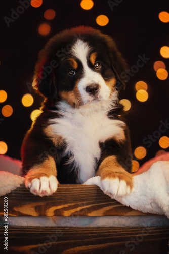 Bernese Mountain Dog puppy, merry christmas