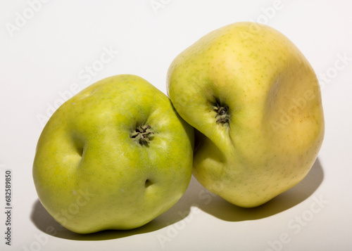 Ugly mutant apples. Fruits are yellow on a white background. The relationship between two objects. The concept of intimacy.