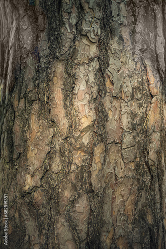 large tree bark closeup background