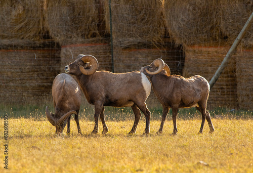 Big Horn Sheep -The RUT is On