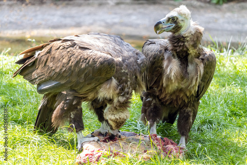 Couple of Cinereous vulture, aegypius monachus, is feeding on a carrion