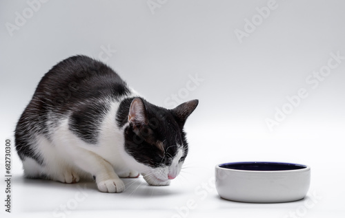 Kot domowy zjadający suchą karmę dla kotów 