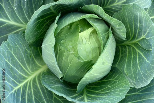 Green cabbage removed from the top. Ripe cabbage fruit. Brassica oleracea.