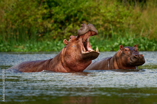 Hippopotamus - Hippopotamus amphibius or hippo is large, mostly herbivorous, semiaquatic mammal native to sub-Saharan Africa. Adult with opened mouth and small cub