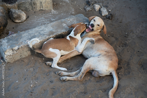 Deux chiens se battent dans une rue d eDakar au Sébnégal en Afrique occidentale