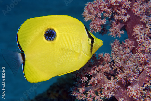 Yellow teardrop butterflyfish - Chaetodon interruptus