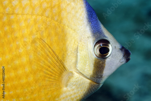Klein's butterflyfish - Chaetodon kleinii