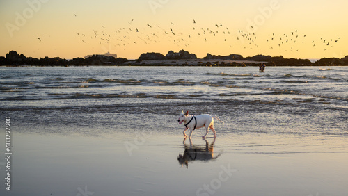 Bull Terrier trotting along the beach with the setting sun and island birds in the background. 