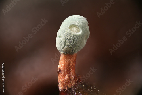 Microscope image of Penicillium vulpinum, an asexual fungus producing antibiotic penicillin