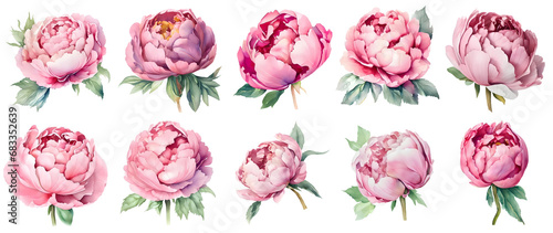 Set of watercolor peony flowers. Botanical illustrations