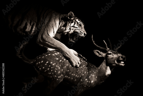 Tiger hunting and catching a chital or cheetal, indian deer. Taxidermy animals.