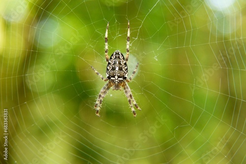 image of a spider attached to its web