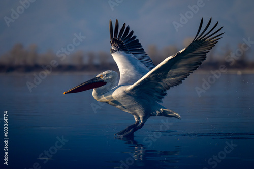 Dalmatian pelican taking off on calm lake