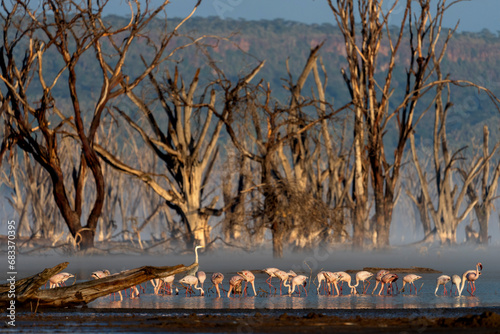 Nakuru national park, The lesser flamingo is the smallest species of flamingo