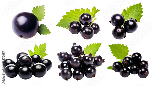 Blackcurrant black currant cassis Ribes nigrum, many angles and view side top front group bunch isolated on transparent background cutout, PNG file. Mockup template for artwork graphic design