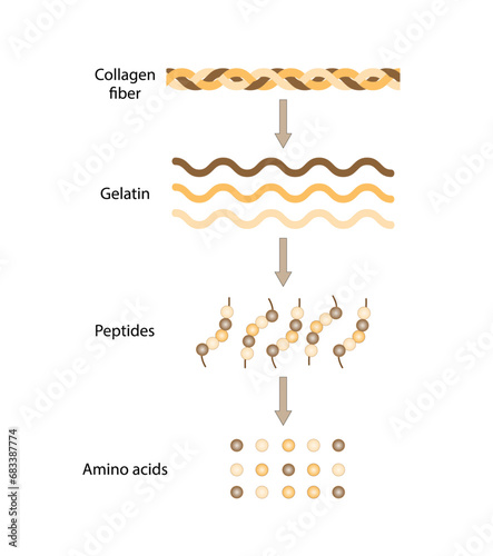 Collagen Digestion, Denaturation, Degradation and hydrolysis. Collagen digestion Gelatin Peptides and Amino acids. Vector Illustration. 