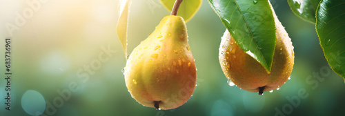 Micro close up of a fresh green yellow pears fruits hanged on tree with water drops dew as wide banner with copy space area, broad header, fruit grower, producer, generative ai
