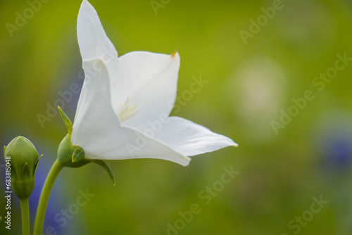 Beautiful white Platycodon grandiflorus flowers in the garden.